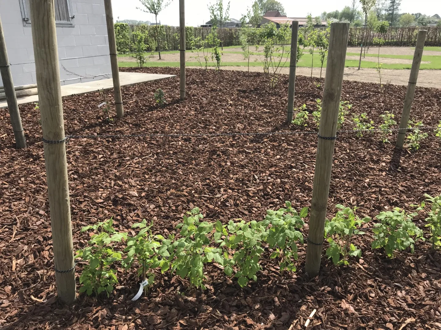 Tuinonderhoud foto 15