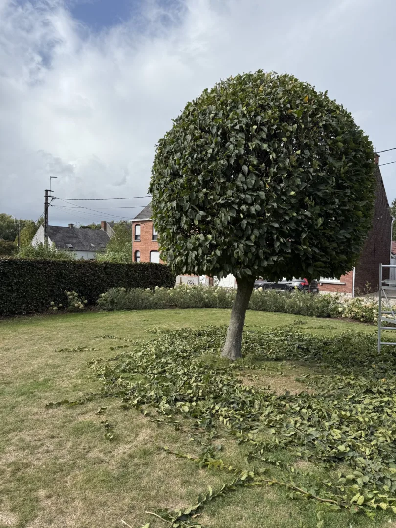 Bomen vellen en snoeien foto 23