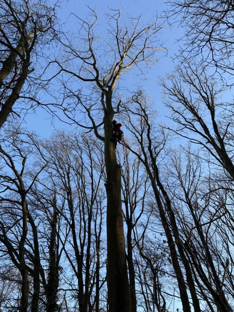 Bomen vellen en snoeien foto 8
