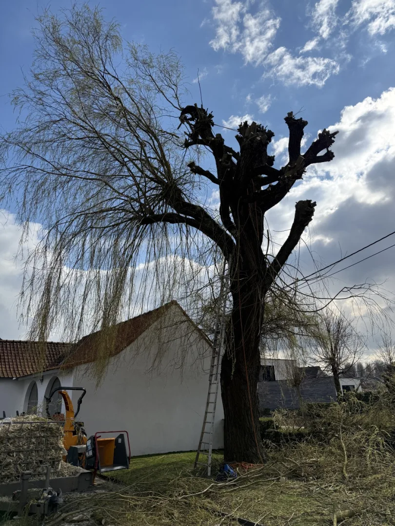 Bomen vellen en snoeien foto 24