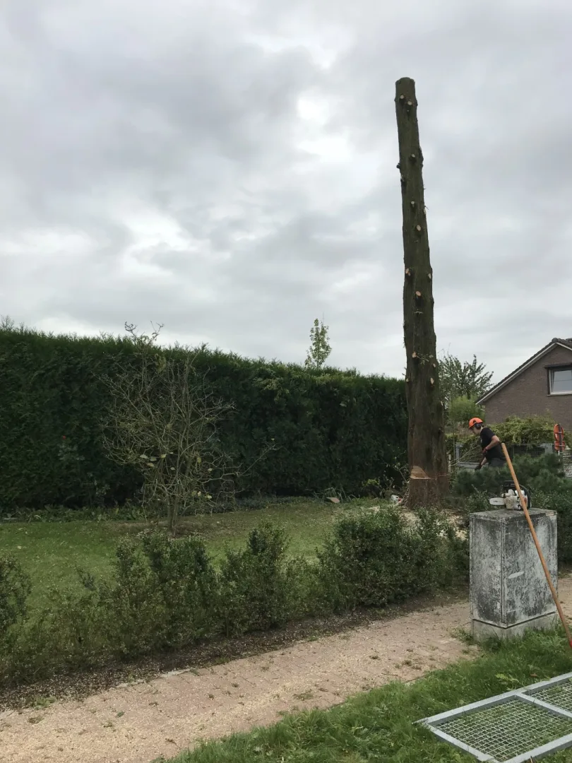 Bomen vellen en snoeien foto 1