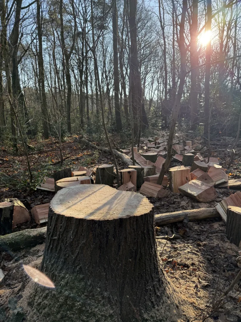 Bomen vellen en snoeien foto 20