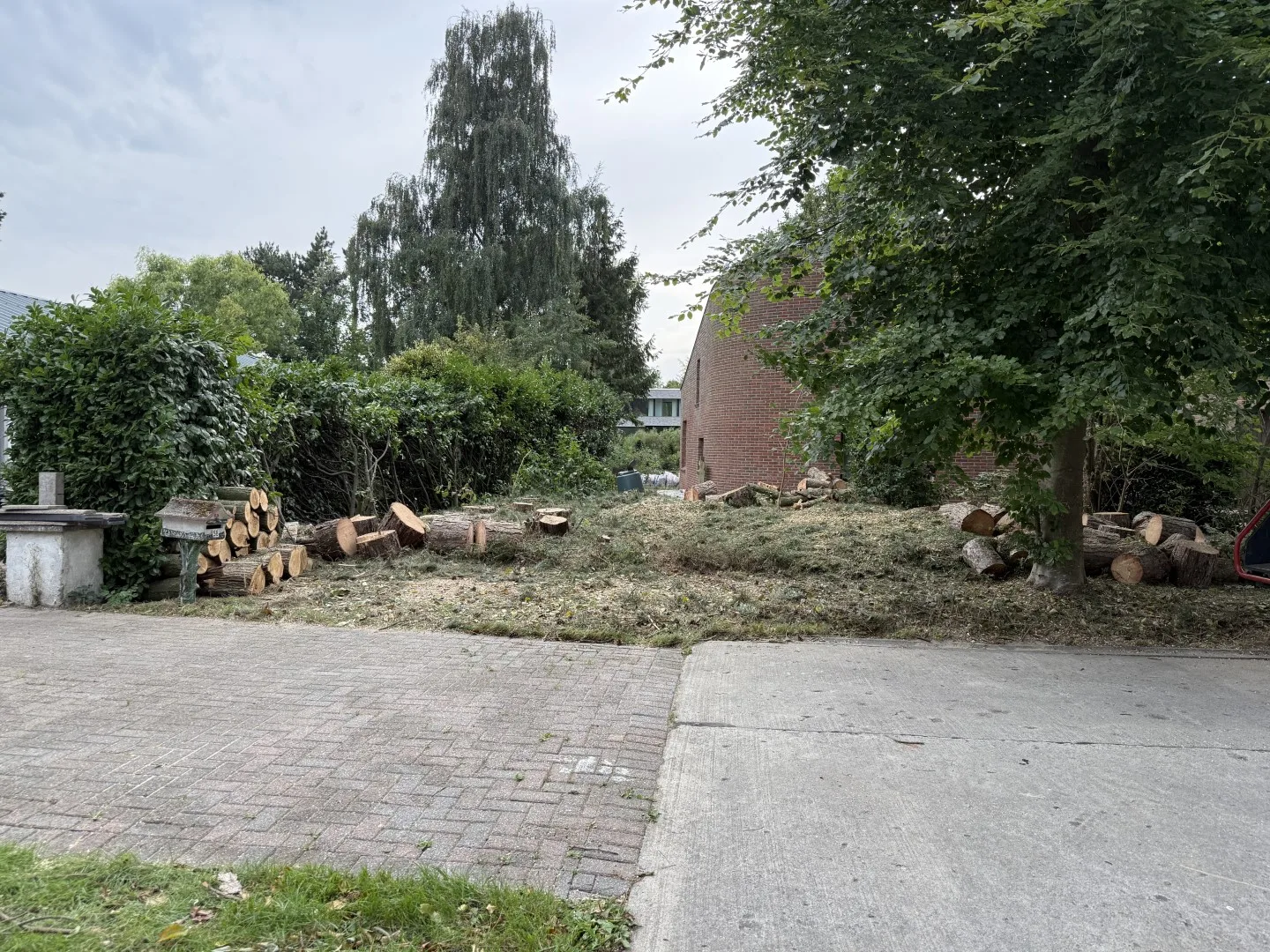 Bomen vellen en snoeien foto 16