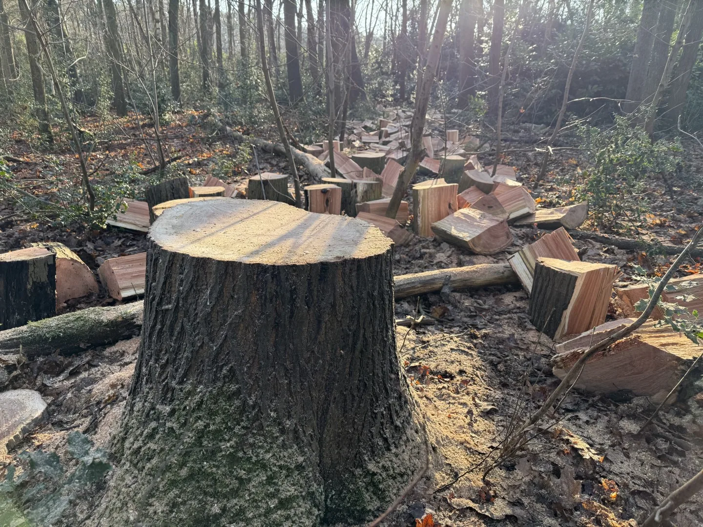 Bomen vellen en snoeien foto 14