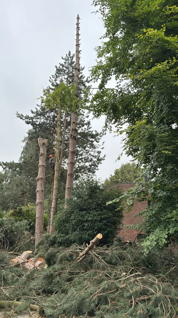 Bomen vellen en snoeien foto 13
