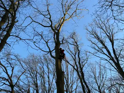 Bomen vellen en snoeien