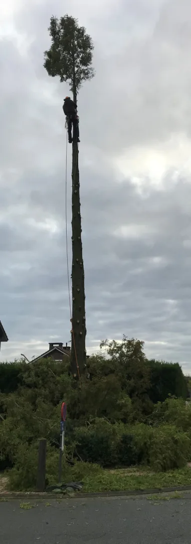 Bomen vellen en snoeien foto 11