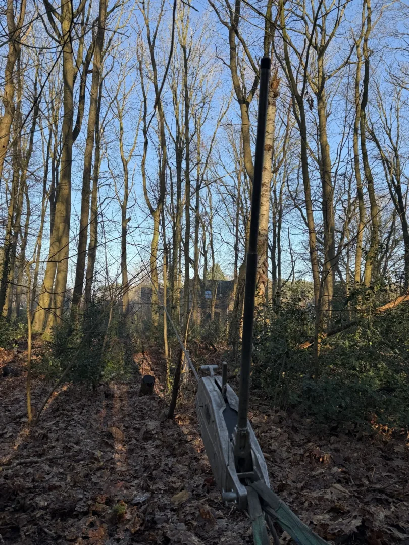 Bomen vellen en snoeien foto 7