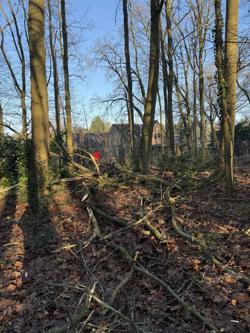 Bomen vellen en snoeien foto 21