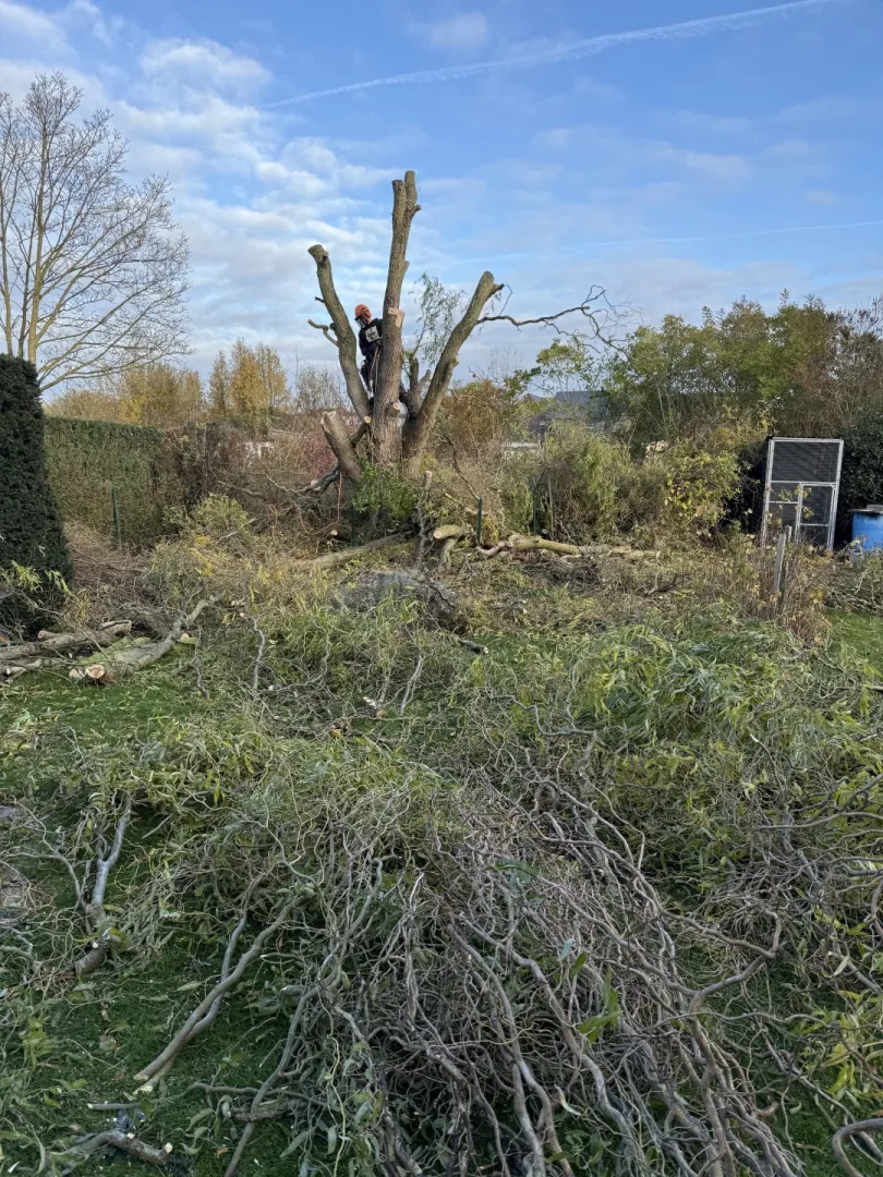 Bomen vellen en snoeien foto 25