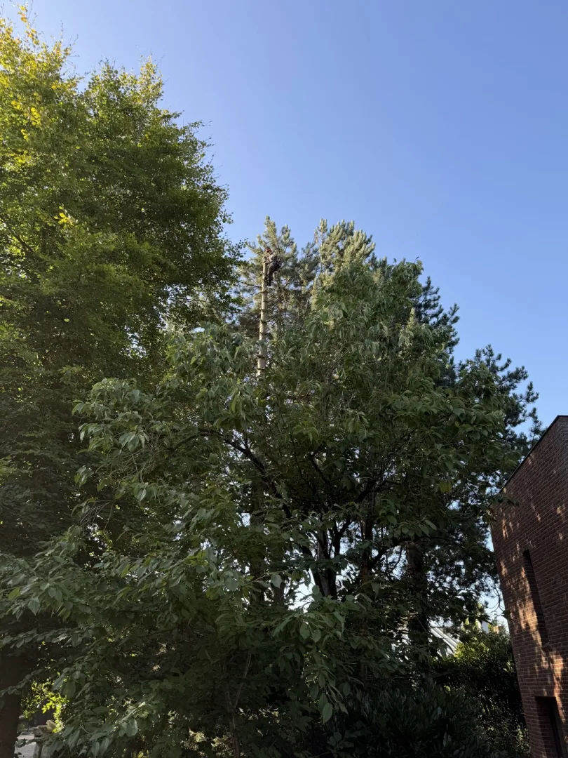 Bomen vellen en snoeien foto 6