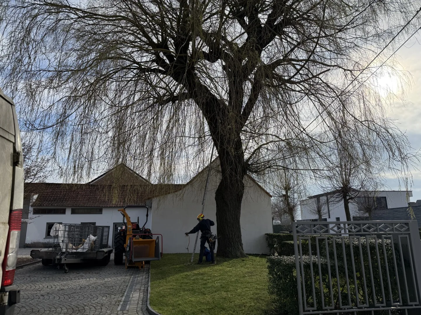 Bomen vellen en snoeien foto 2