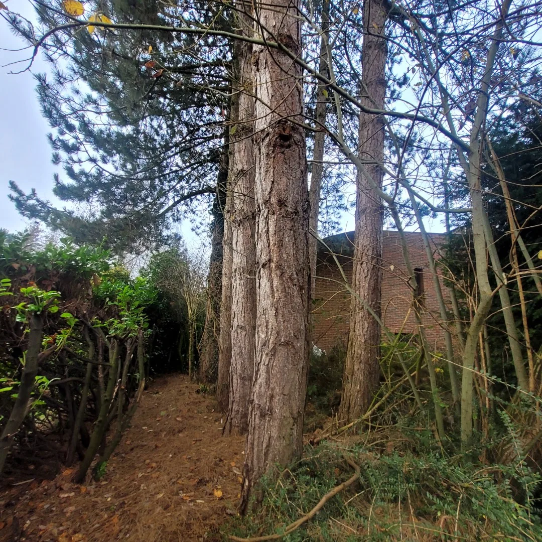Bomen vellen en snoeien foto 18