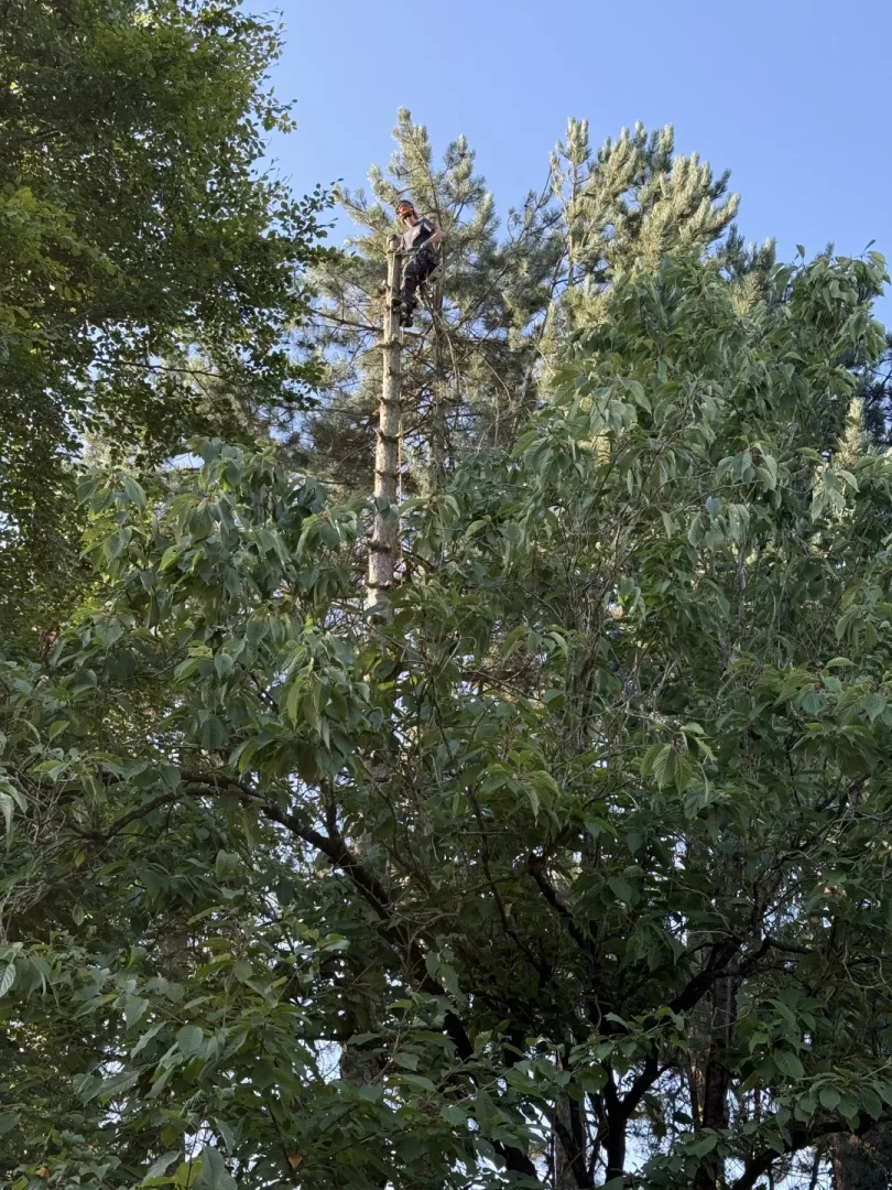 Bomen vellen en snoeien foto 3