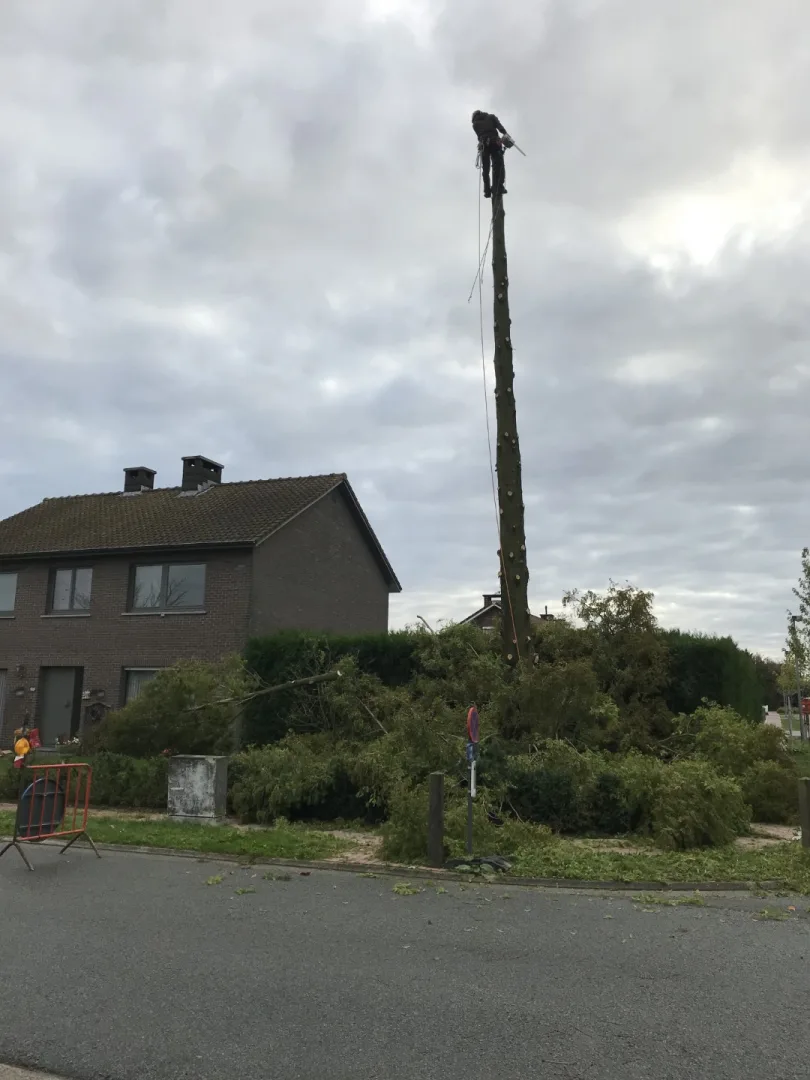 Bomen vellen en snoeien foto 5