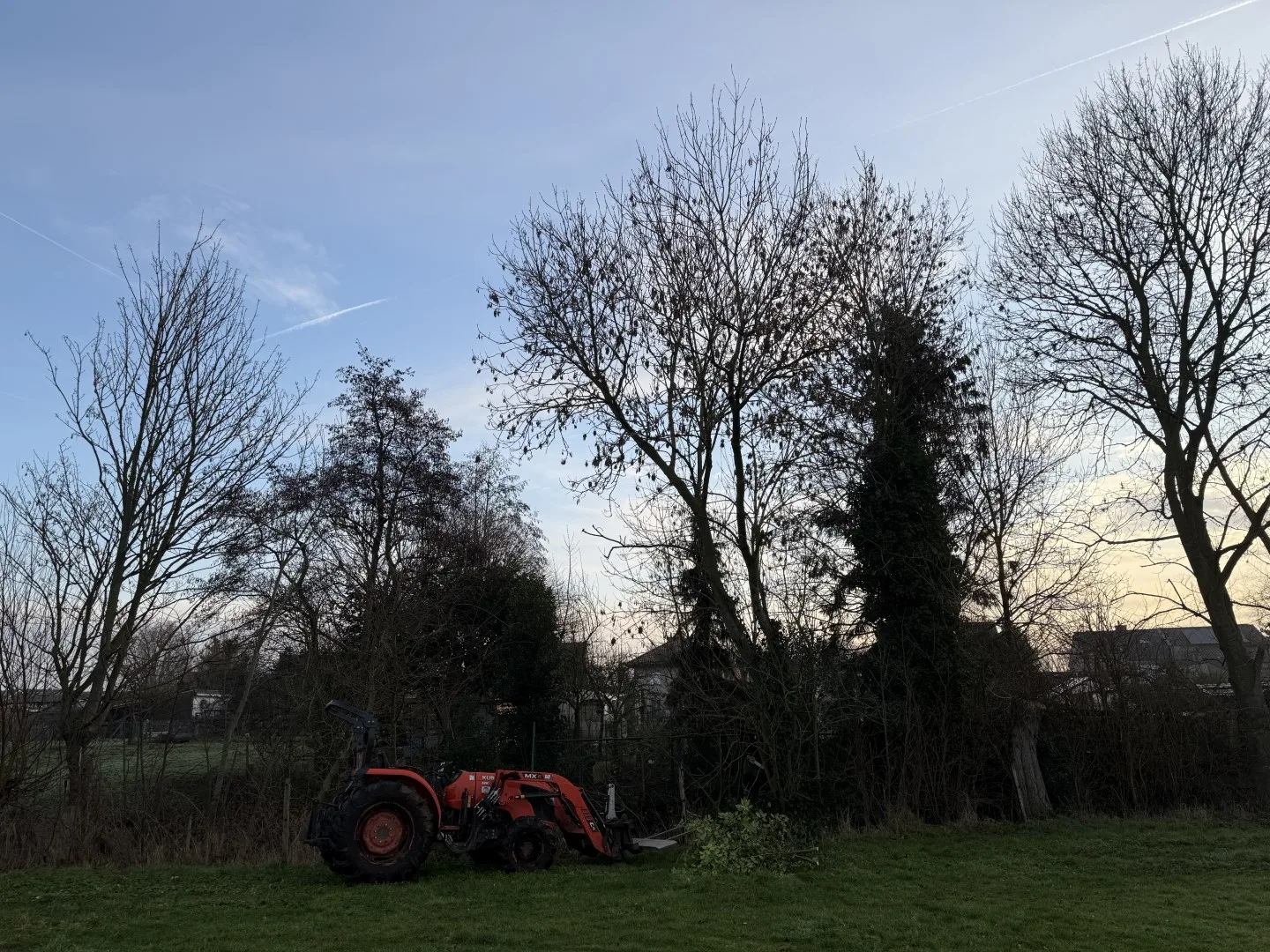Bomen vellen en snoeien foto 12