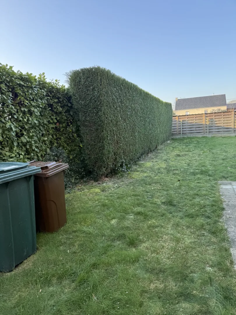 Waarom hagen snoeien ?