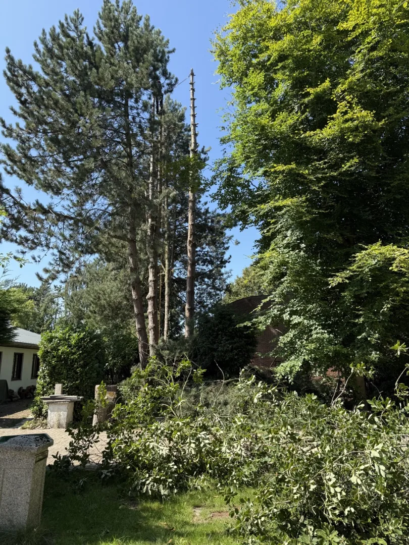 Bomen vellen en snoeien foto 22