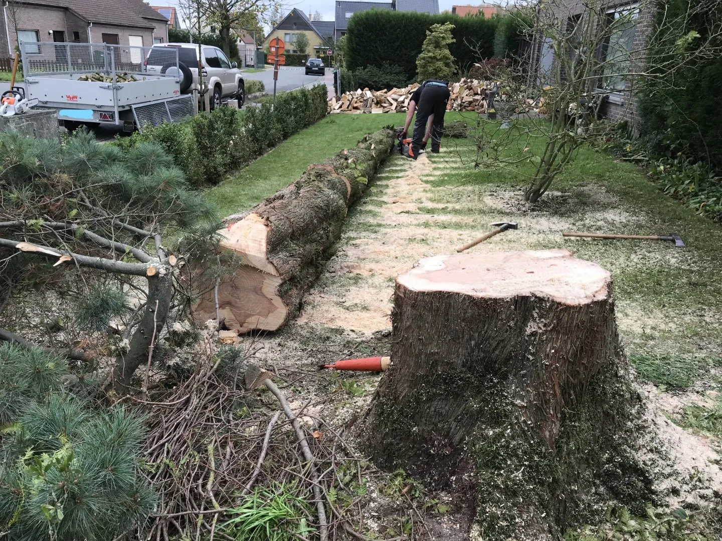 Bomen vellen en snoeien foto 15