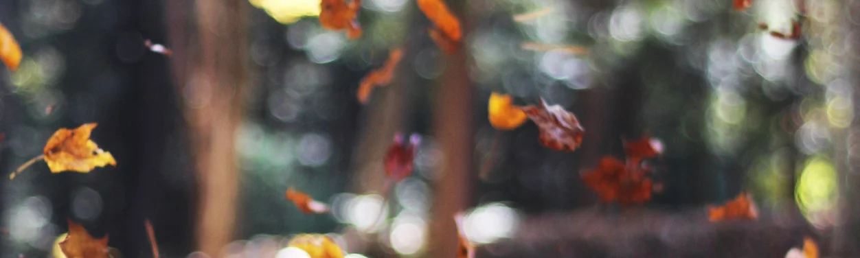 Waarom bladeren opruimen ?