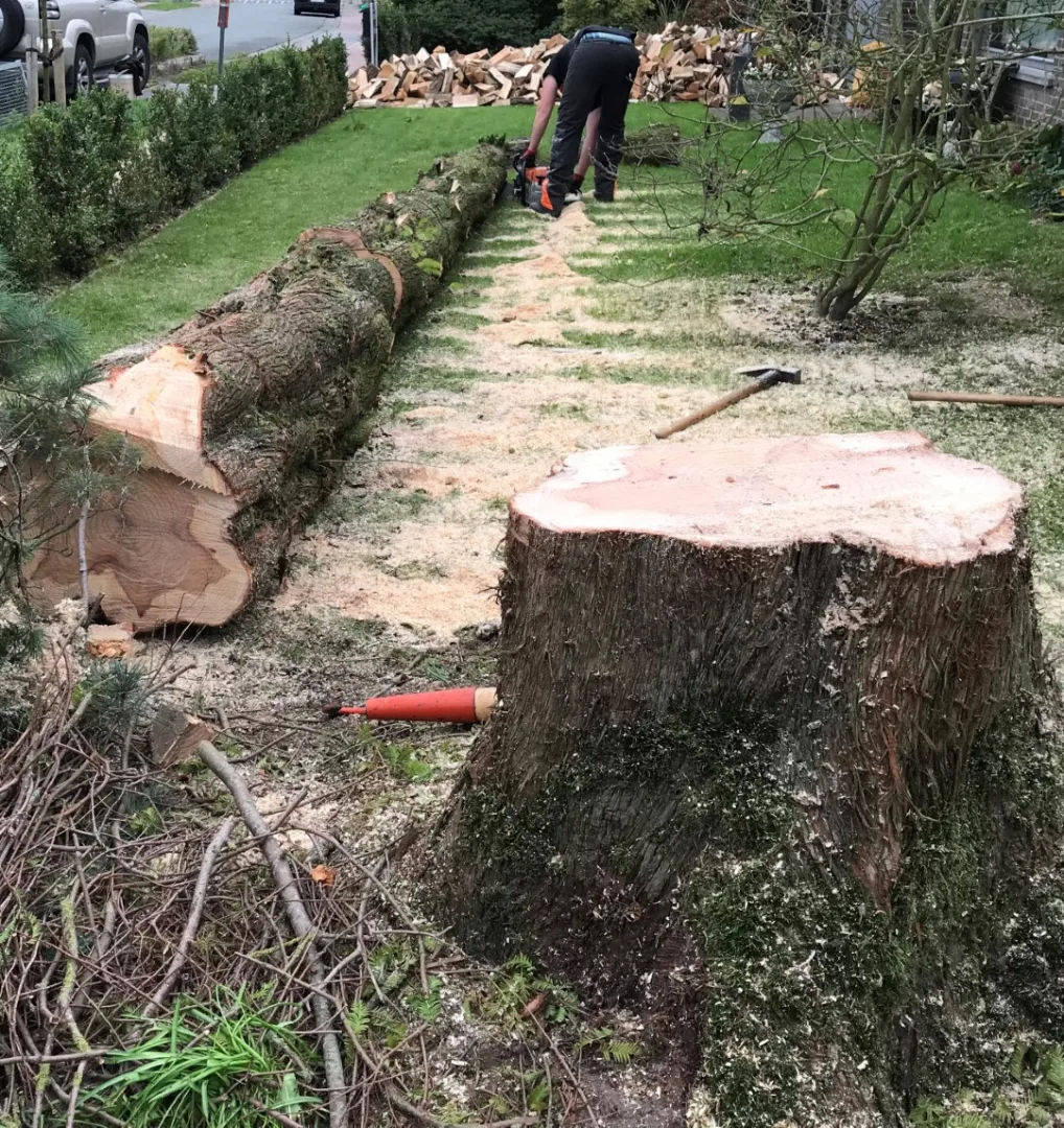 Bomen vellen en snoeien foto 19