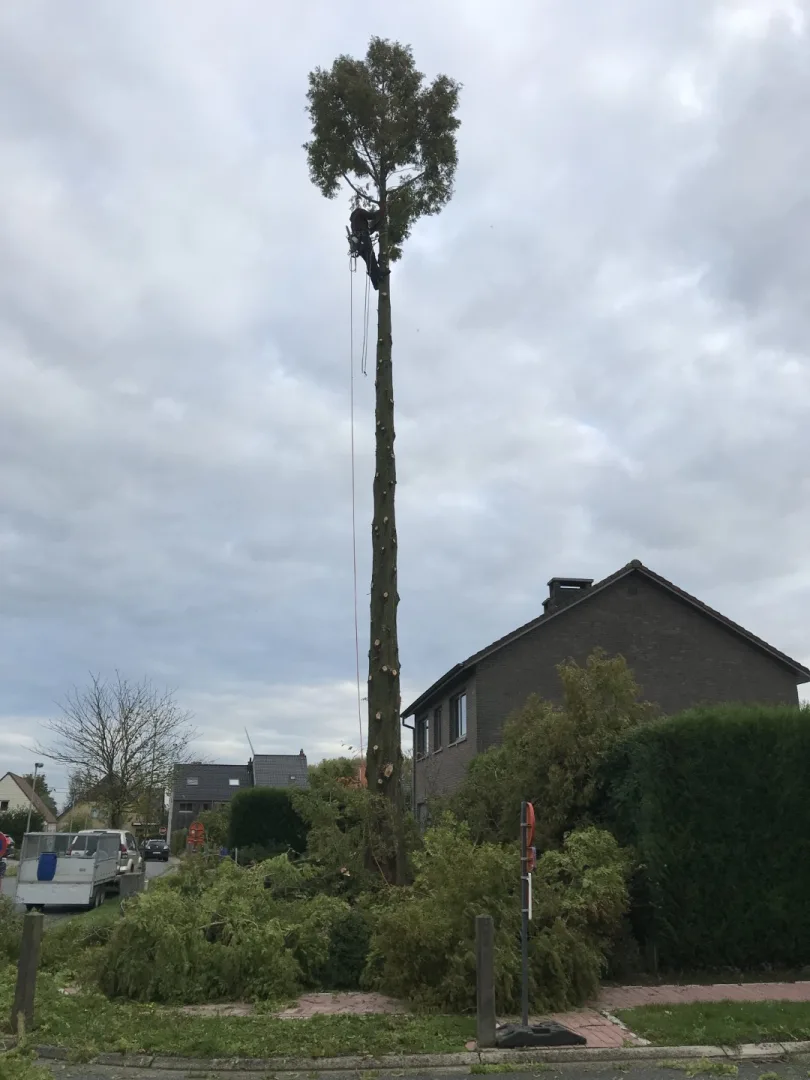 Bomen vellen en snoeien foto 4